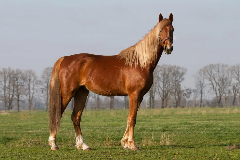 American Saddlebred horse with long mane and tail on the farm