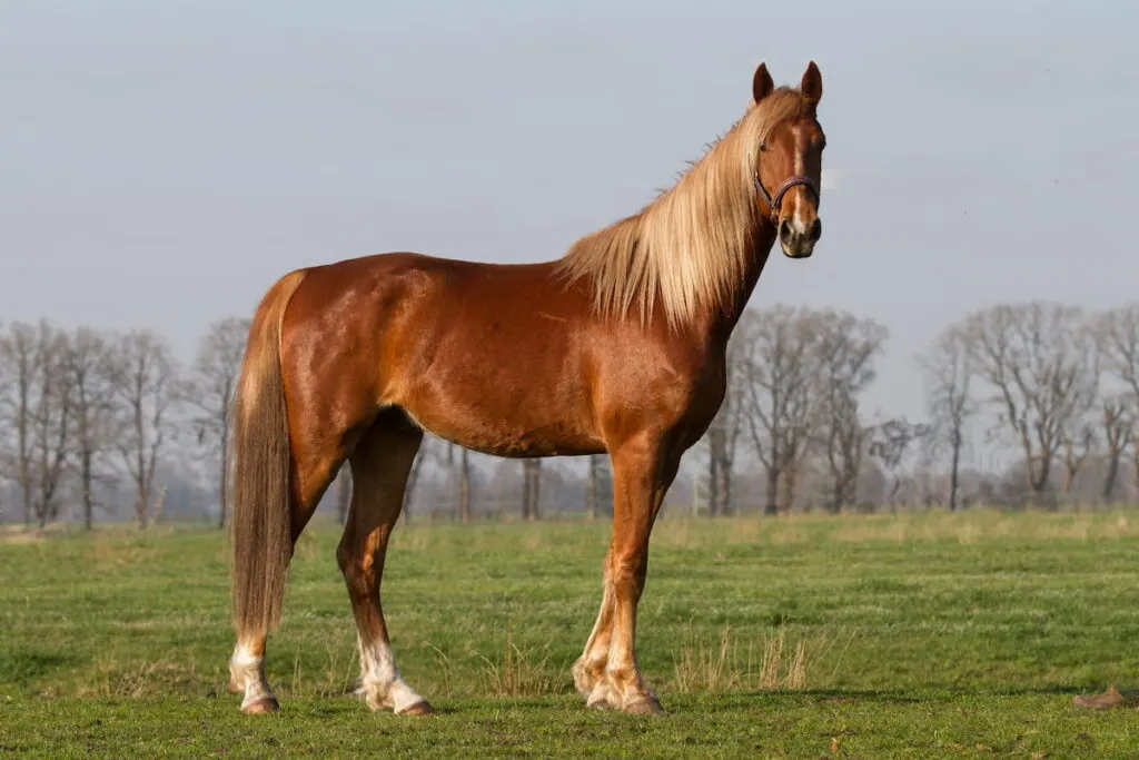 American Saddlebred Horse on the farm