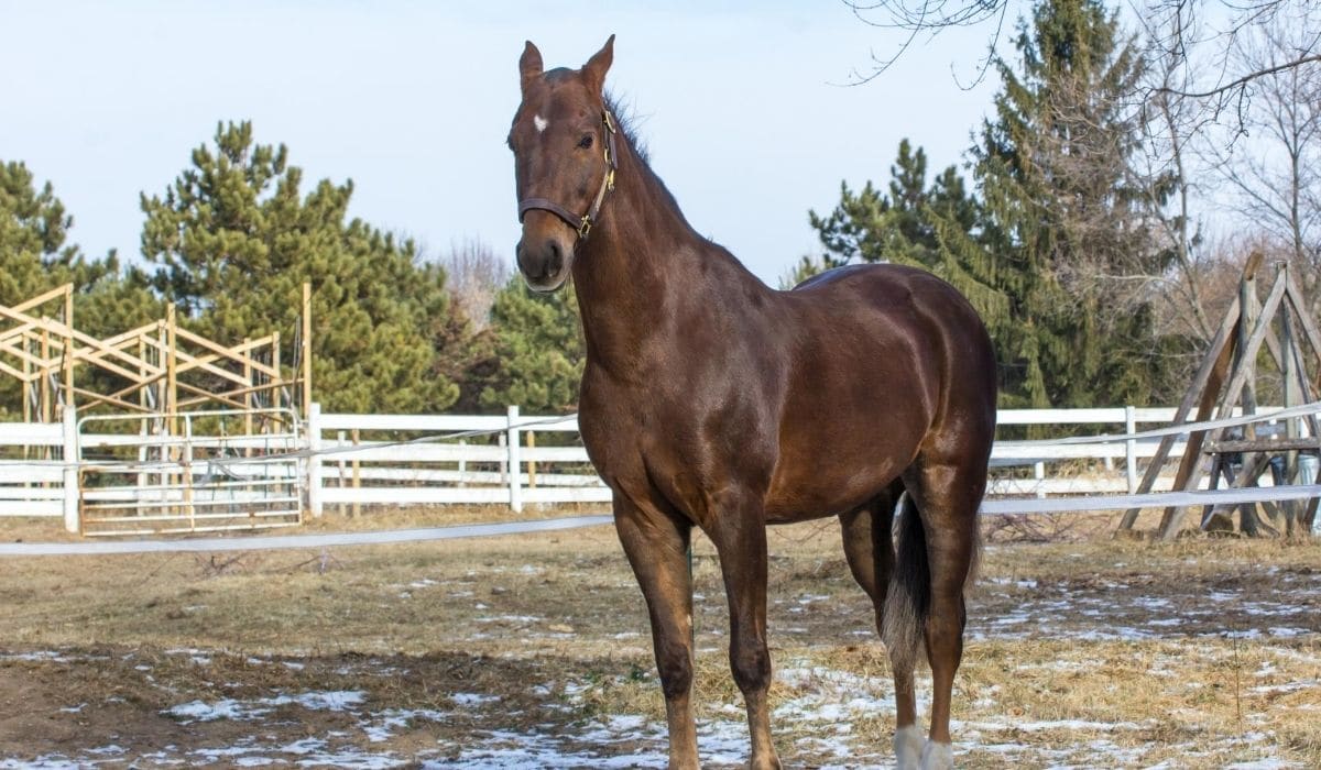 American Saddlebred Horse