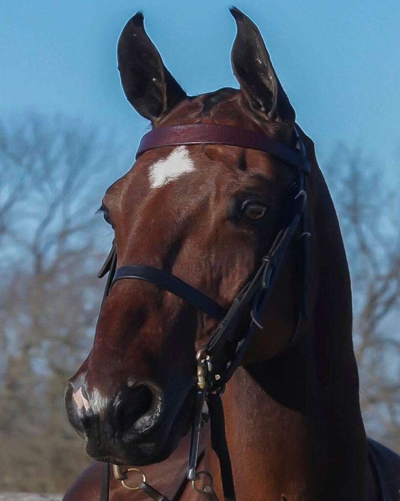 closeup photo of an American Saddlebred horse