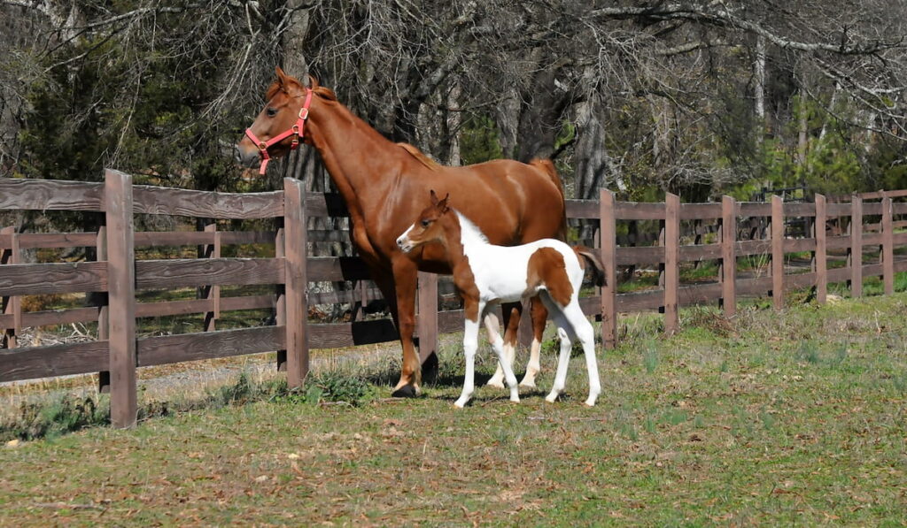 American Saddlebred