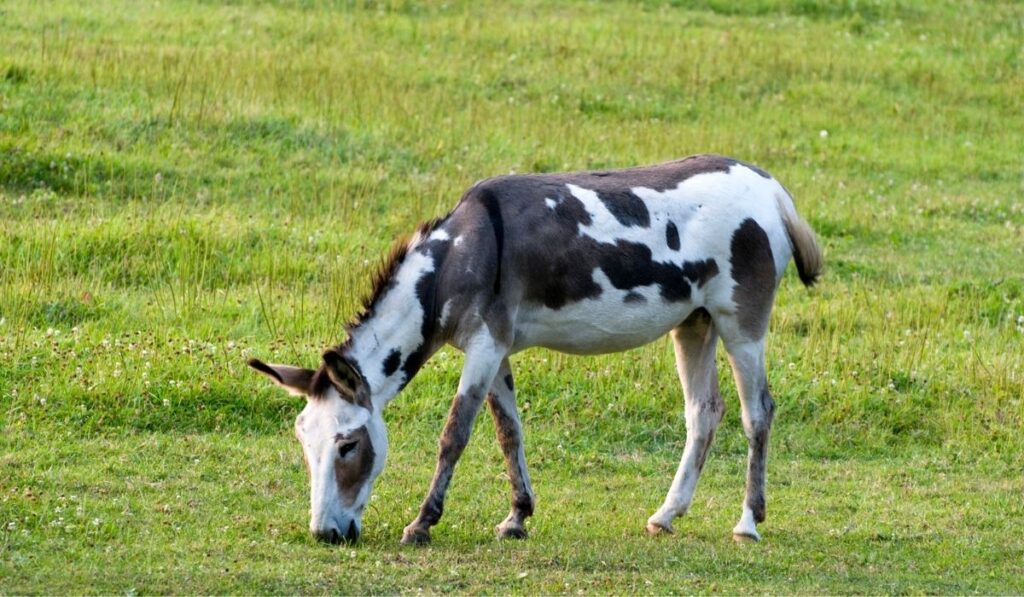 American Spotted Ass