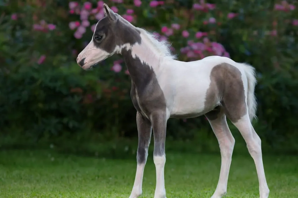 American miniature horse 