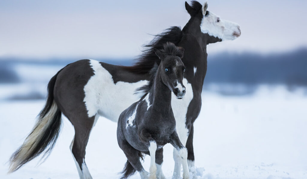 American miniature horses on snow during winter 