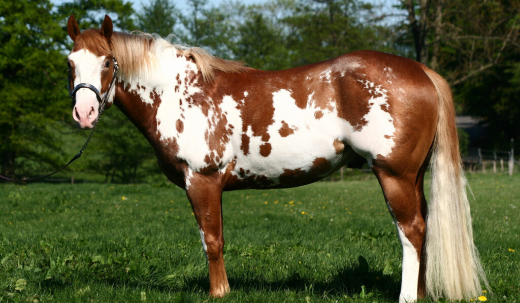 American paint horse standing on meadow