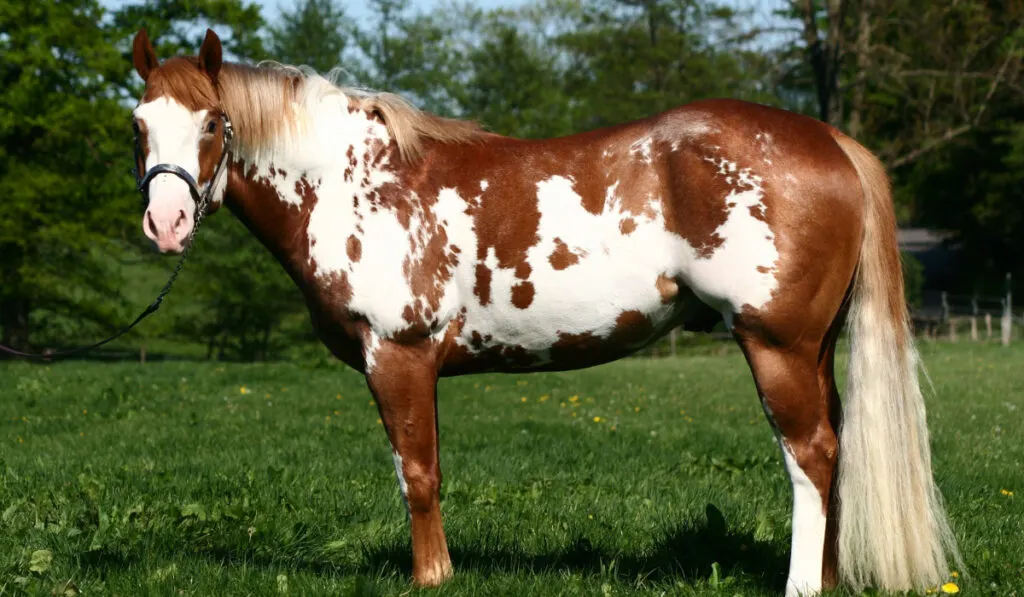 American paint horse standing on meadow
