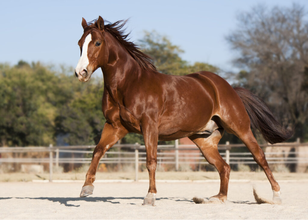 American quarter horse