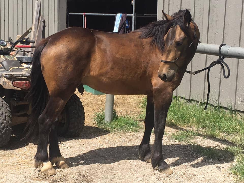 Brown BLM Mustang in farmyard