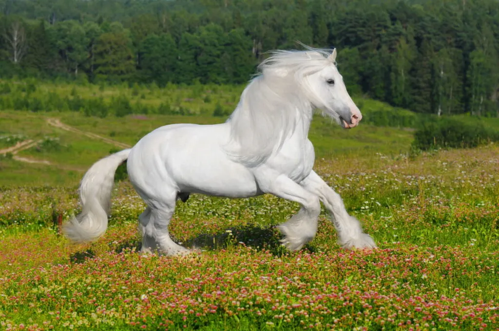 elegant rare white shire horse galloping on the flowers