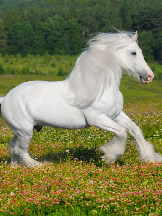 An elegant rare white horse galloping on the flowers