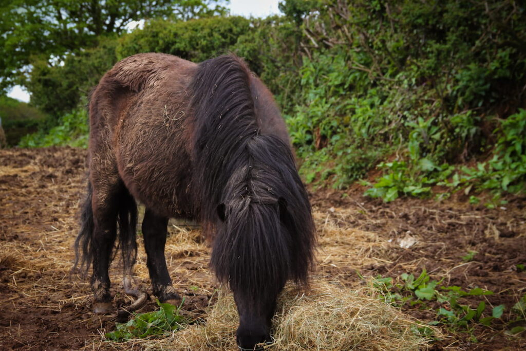 An old cute black Shetland pony