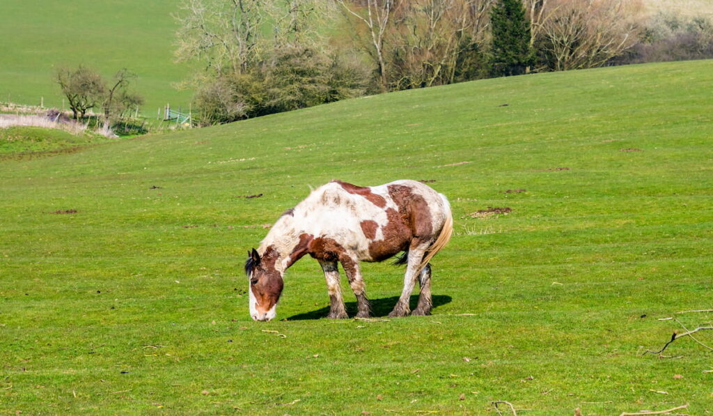 An old gypsey piebald horse grazes 