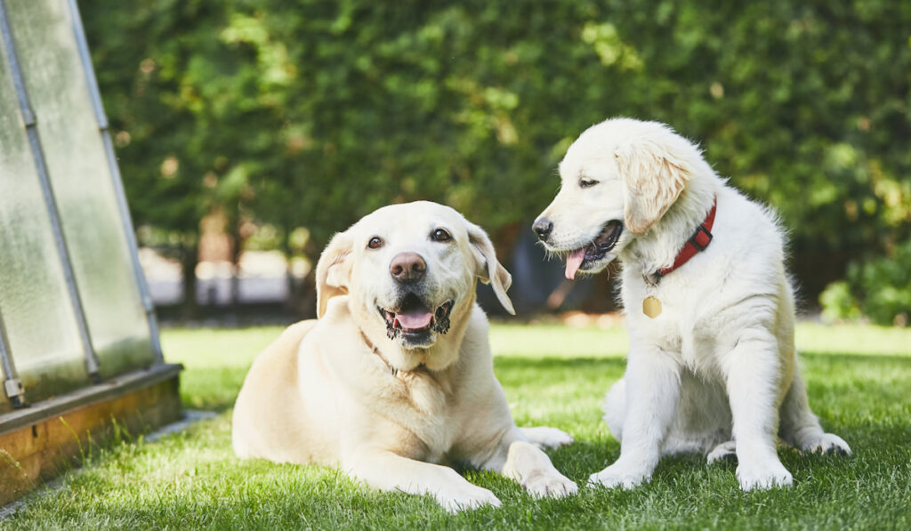 old Labrador and golden retriever playing, resting in the garden