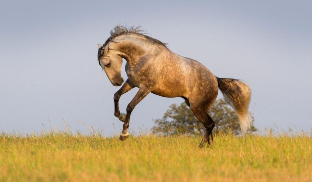 Andalusian