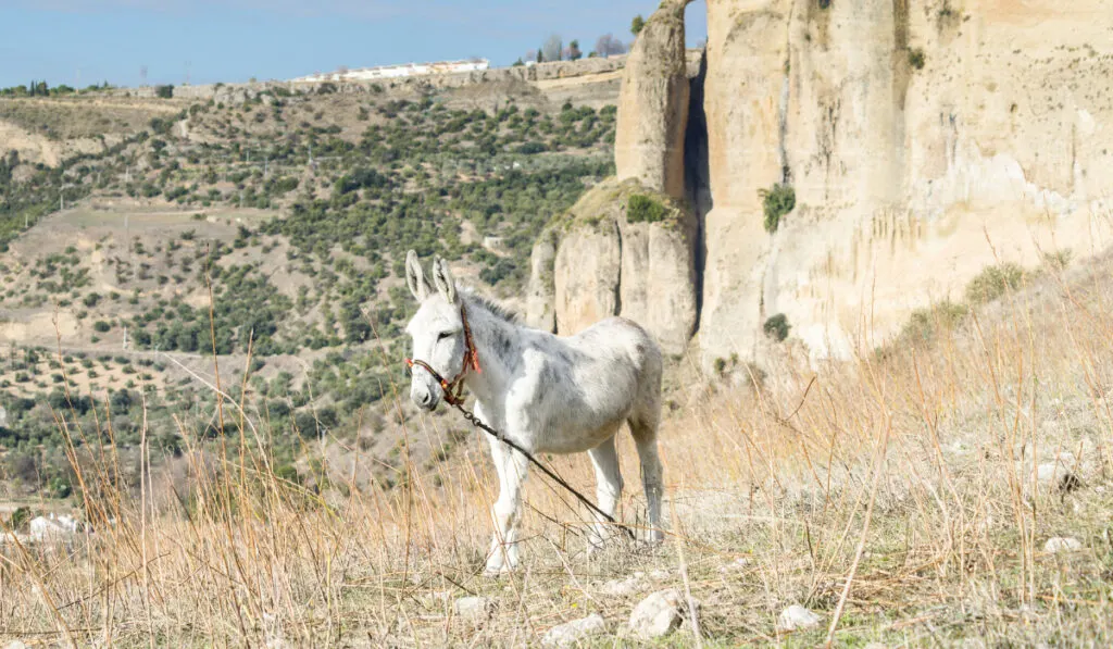 Andalusian Donkey