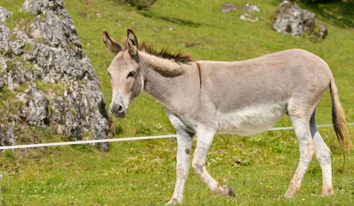 11 Types of Donkeys Helpful Horse Hints