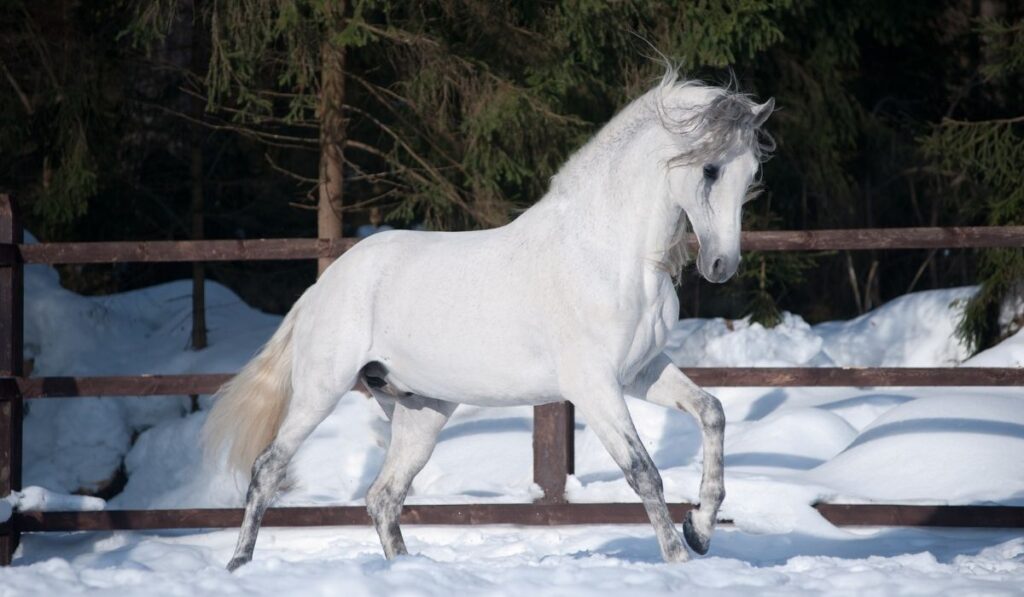 Andalusian White Horse