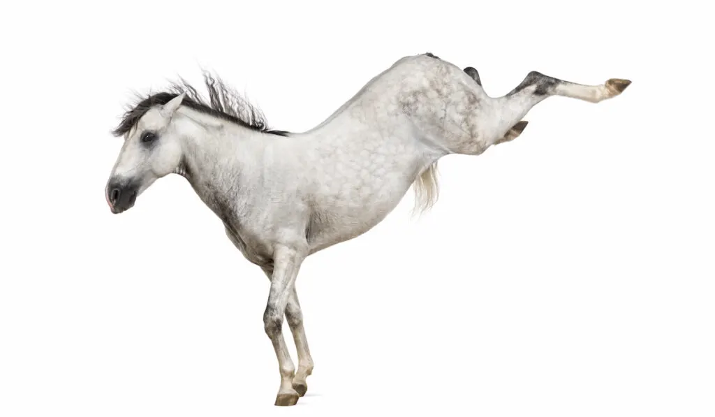 Andalusian horse kicking out on white background