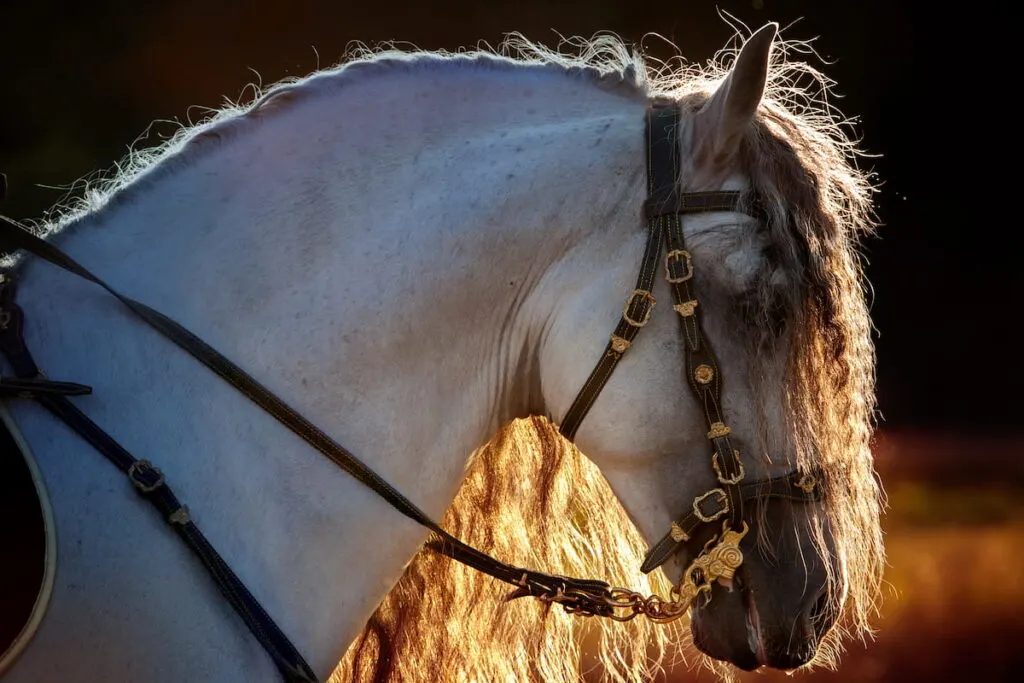 Andalusian stallion