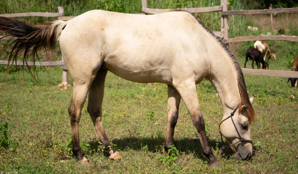 Anglo Arab Horse with Dunskin Color eating grass on the field