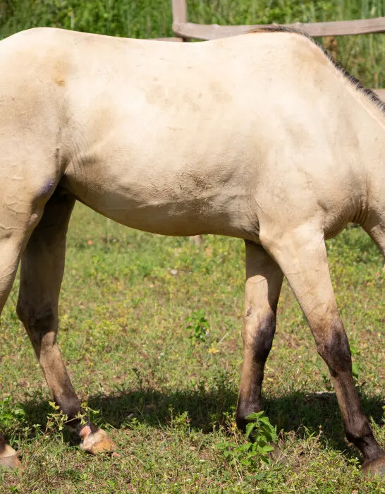 Anglo-Arab-Horse-with-Dunskin-Color