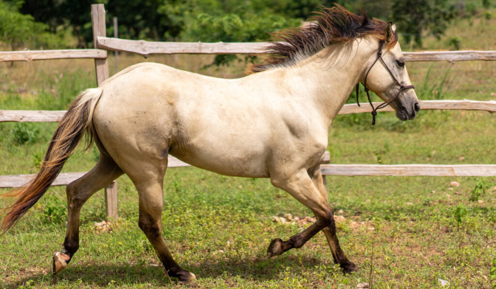 Anglo Arab Horse with Dunskin Color
