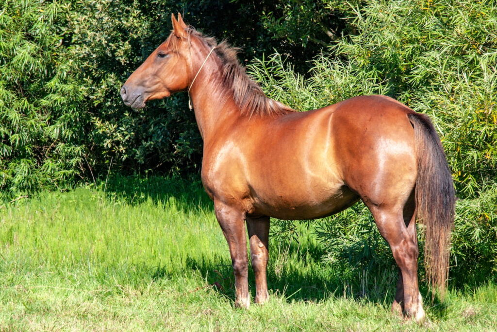 Anglo-Arab horse 