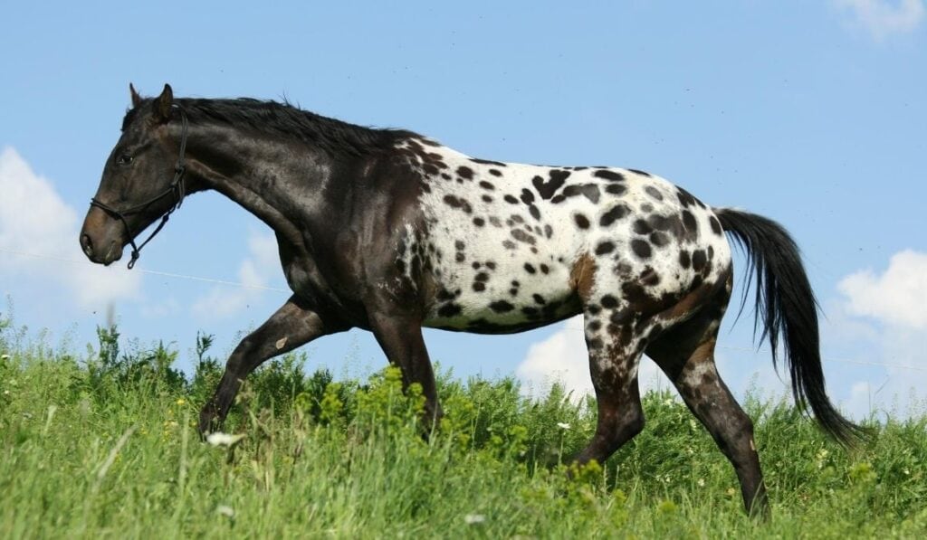 Appaloosa