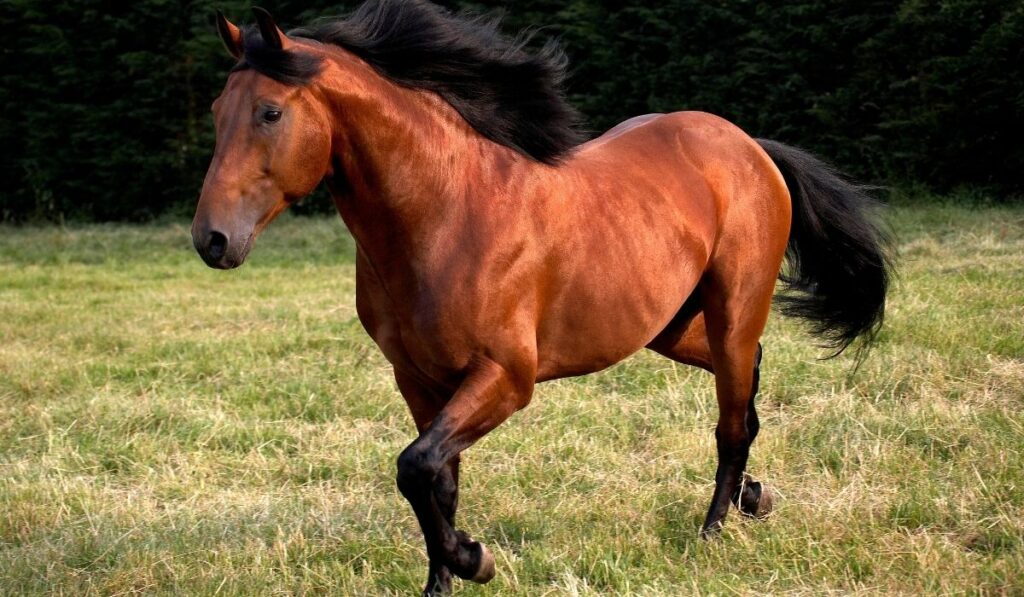 Running Appaloosa horse