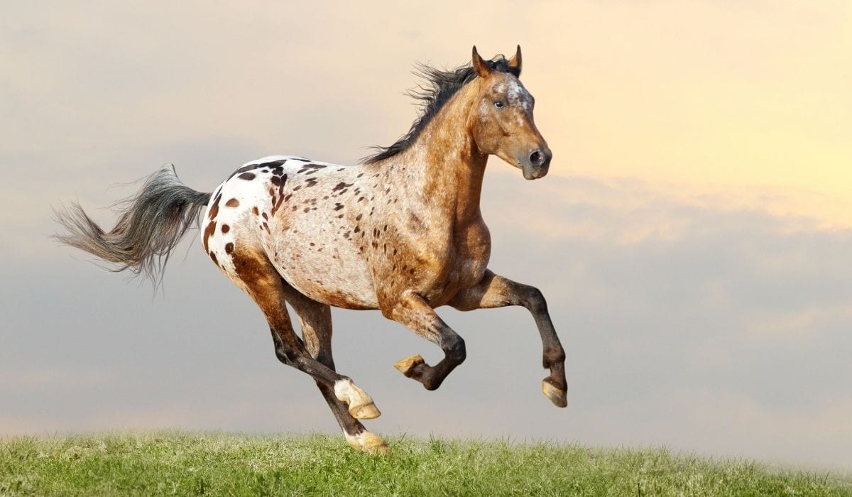 Best Barrel Racing Horse Breeds Helpful Horse Hints