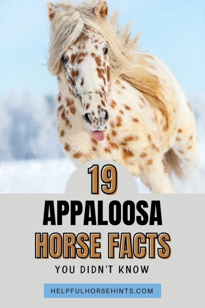 Pinterest pin - 19 Appaloosa Horse Facts You Didn't Know