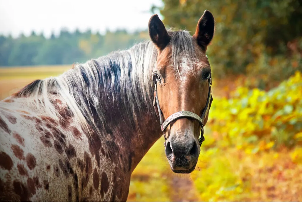 Appaloosa Horse  in autumn forest