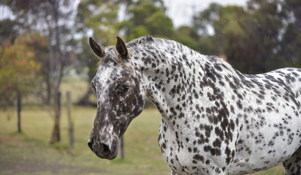 Appaloosa Horse on a blurry background 