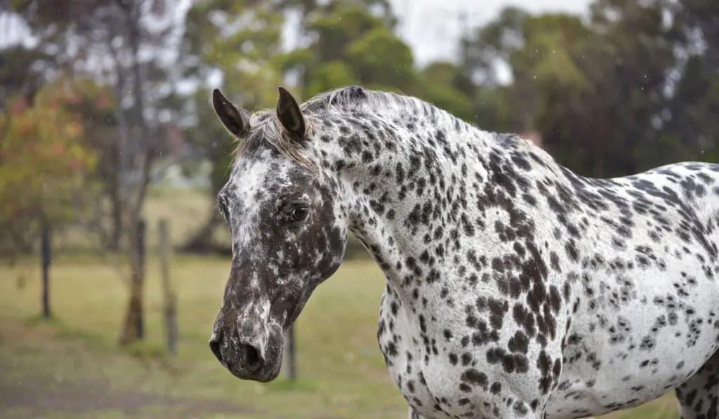 Appaloosa Horse on a blurry background