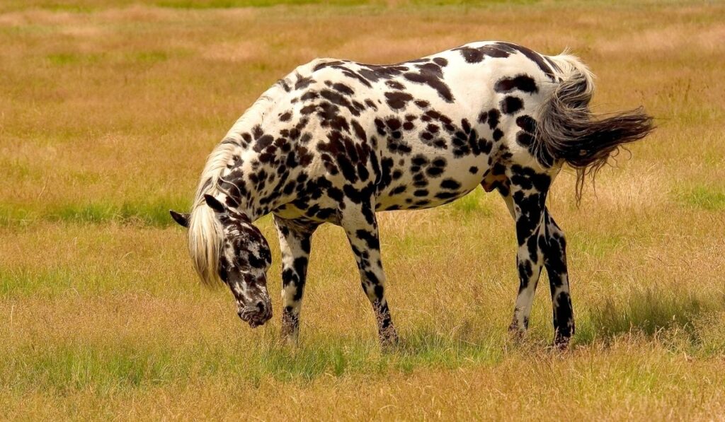 Appaloosa Horse - ss220324