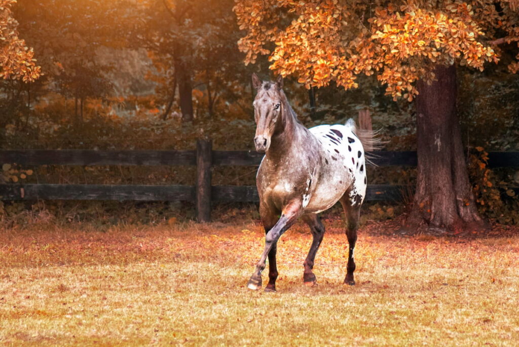 Appaloosa horse galloping in autumn