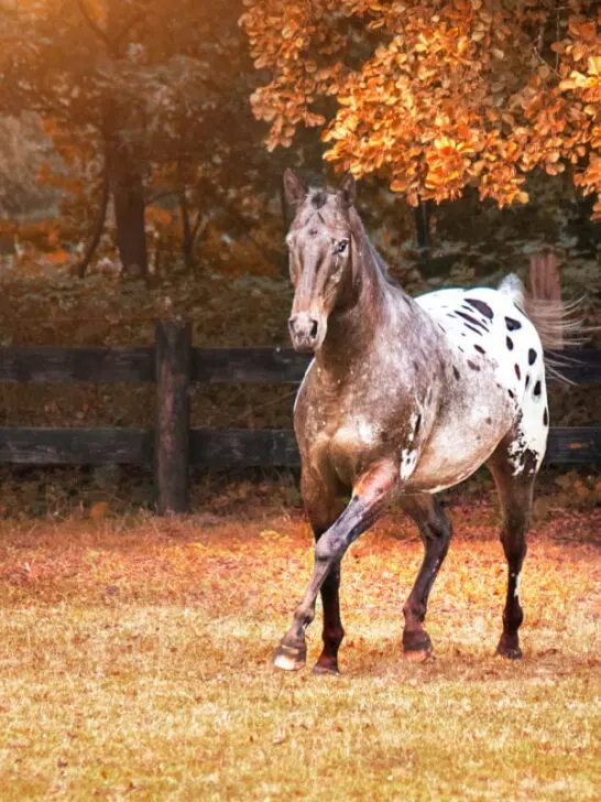 appaloosa horse galloping in autumn