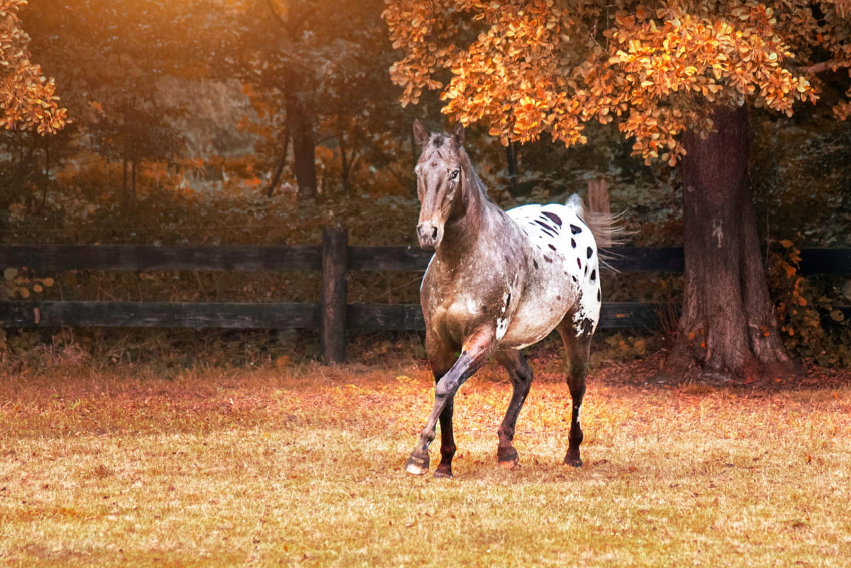 Appaloosa Horse Breed Profile