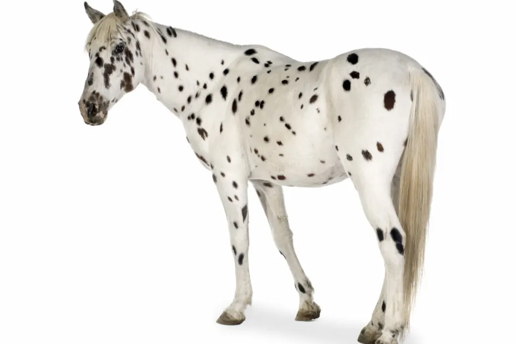 Appaloosa horse on white background