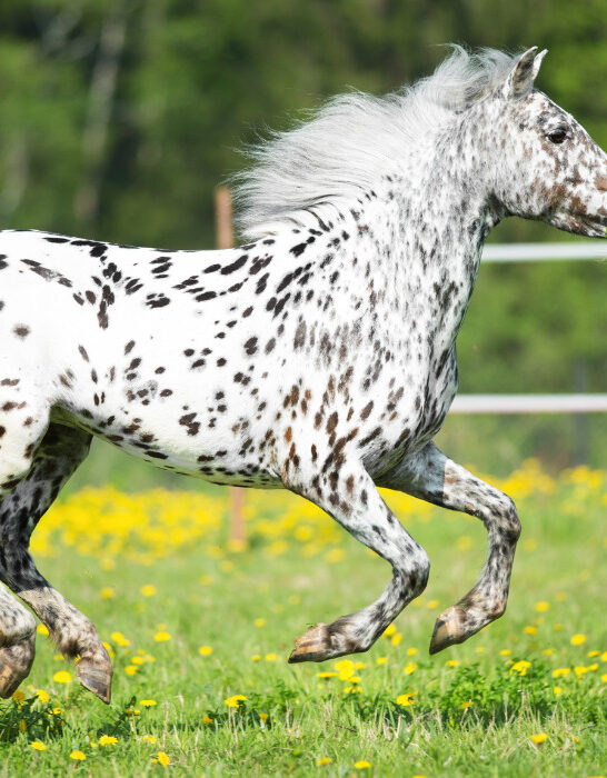 Appaloosa horse runs gallop on the meadow in summer