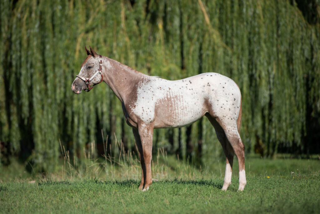 Appaloosa pony standing in a green filed with trees at the background