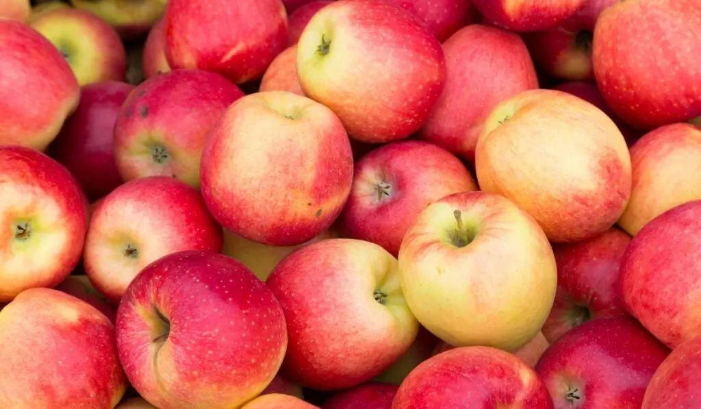Bunch of red apples