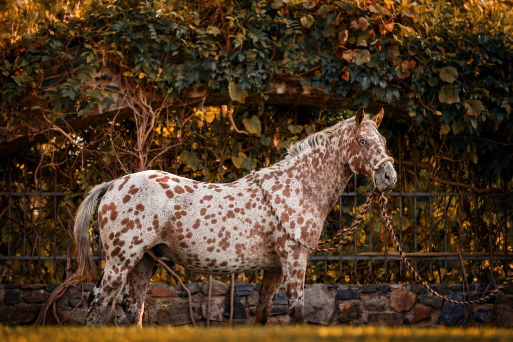 Apploosa in the autumn colours