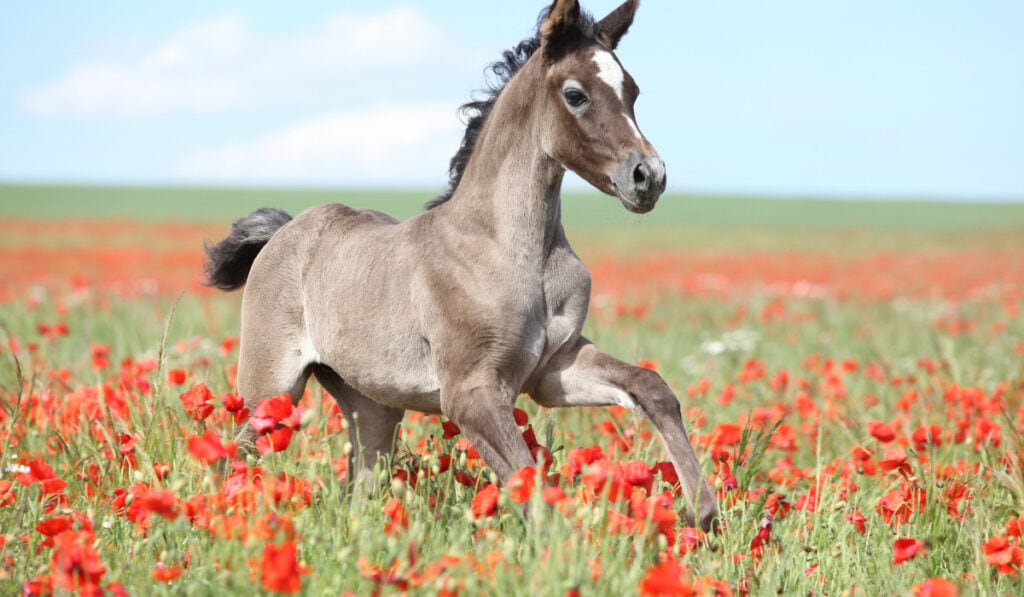 Arabian horse running in the red flowery filed
