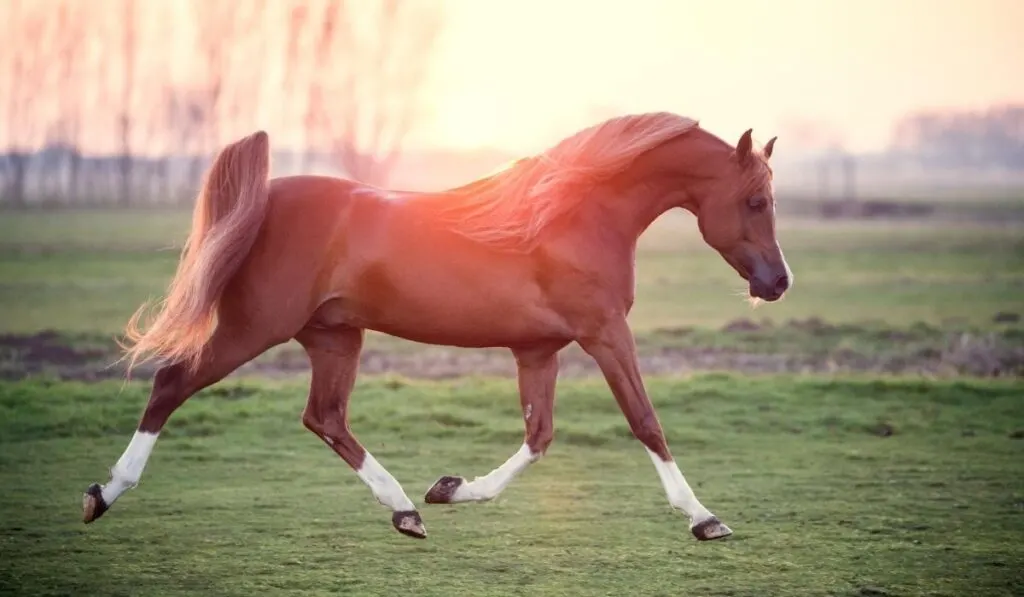 Arabian Horse