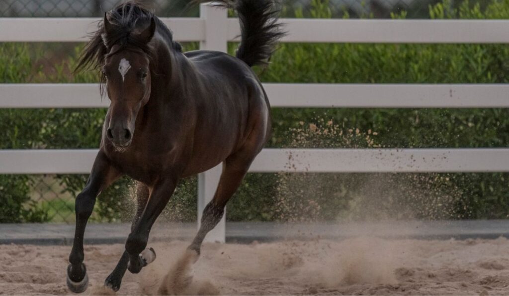 Running Arabian Horse