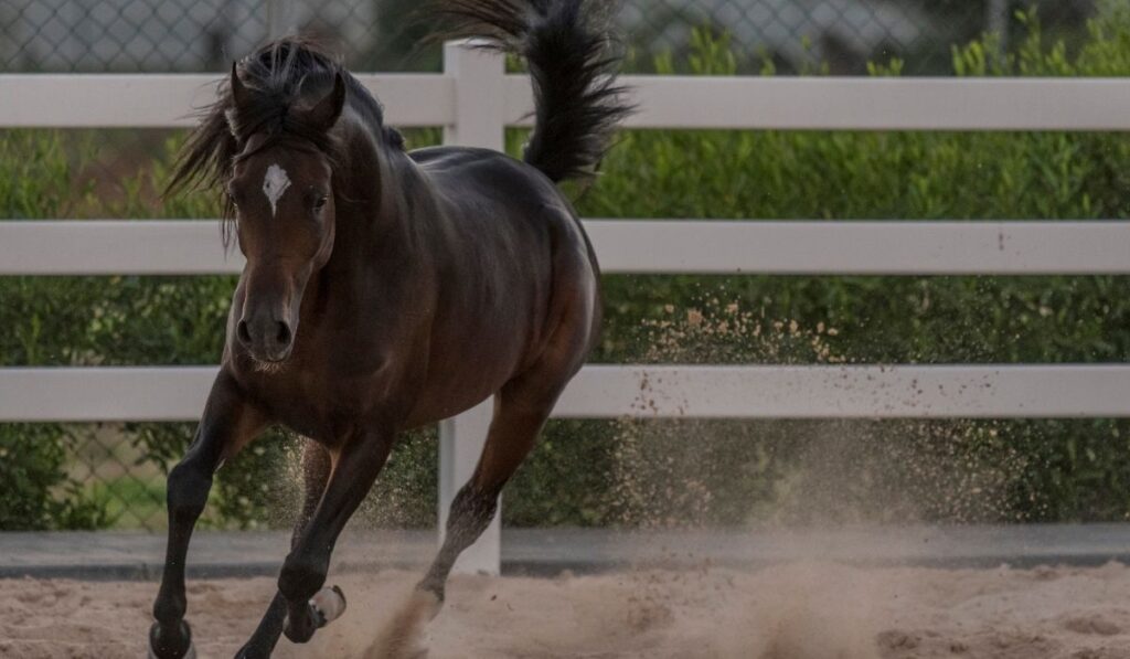 Arabian Horse