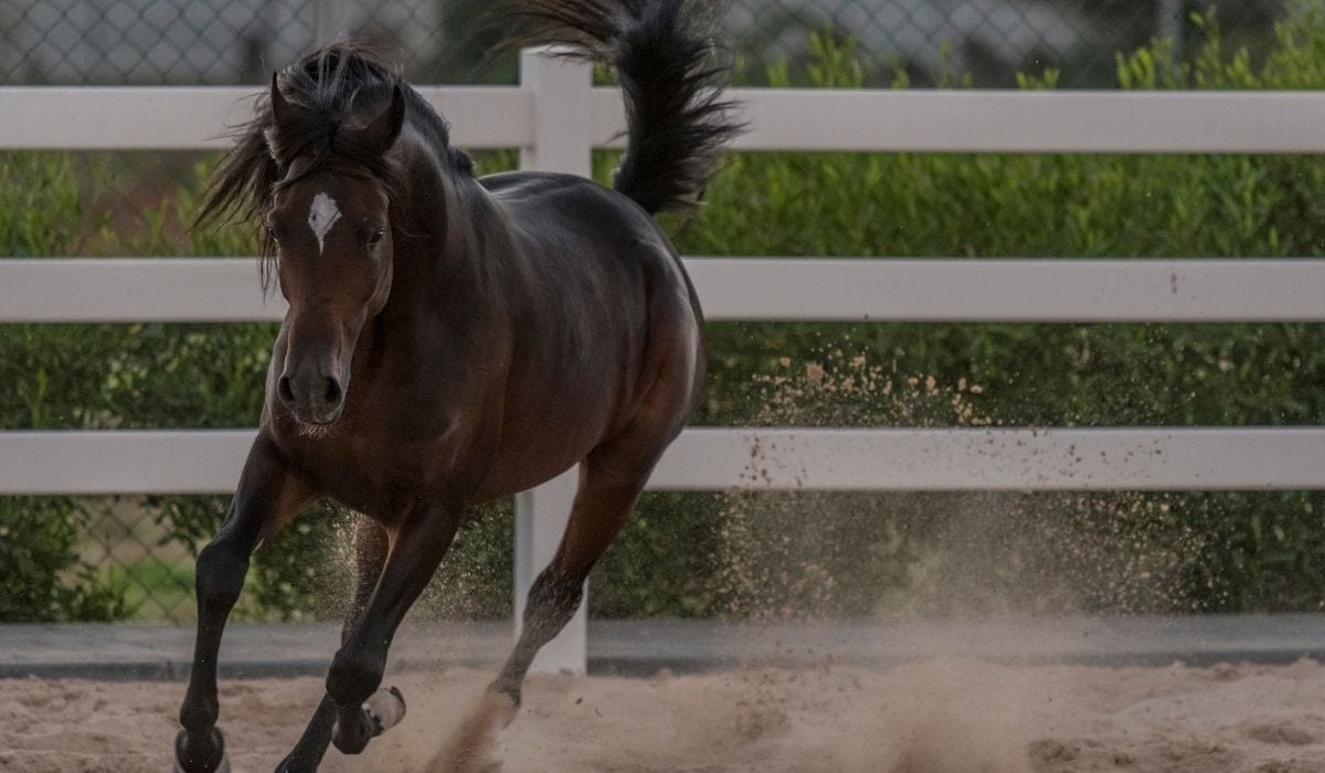 Best Barrel Racing Horse Breeds Helpful Horse Hints