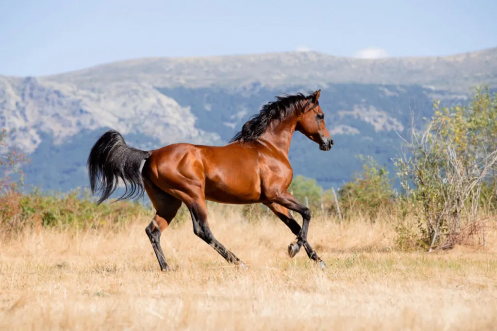 Arabian horse galloping on the mountain side