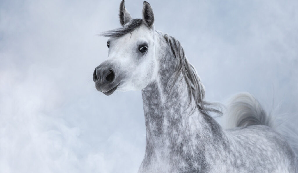 Arabian horse on white background 